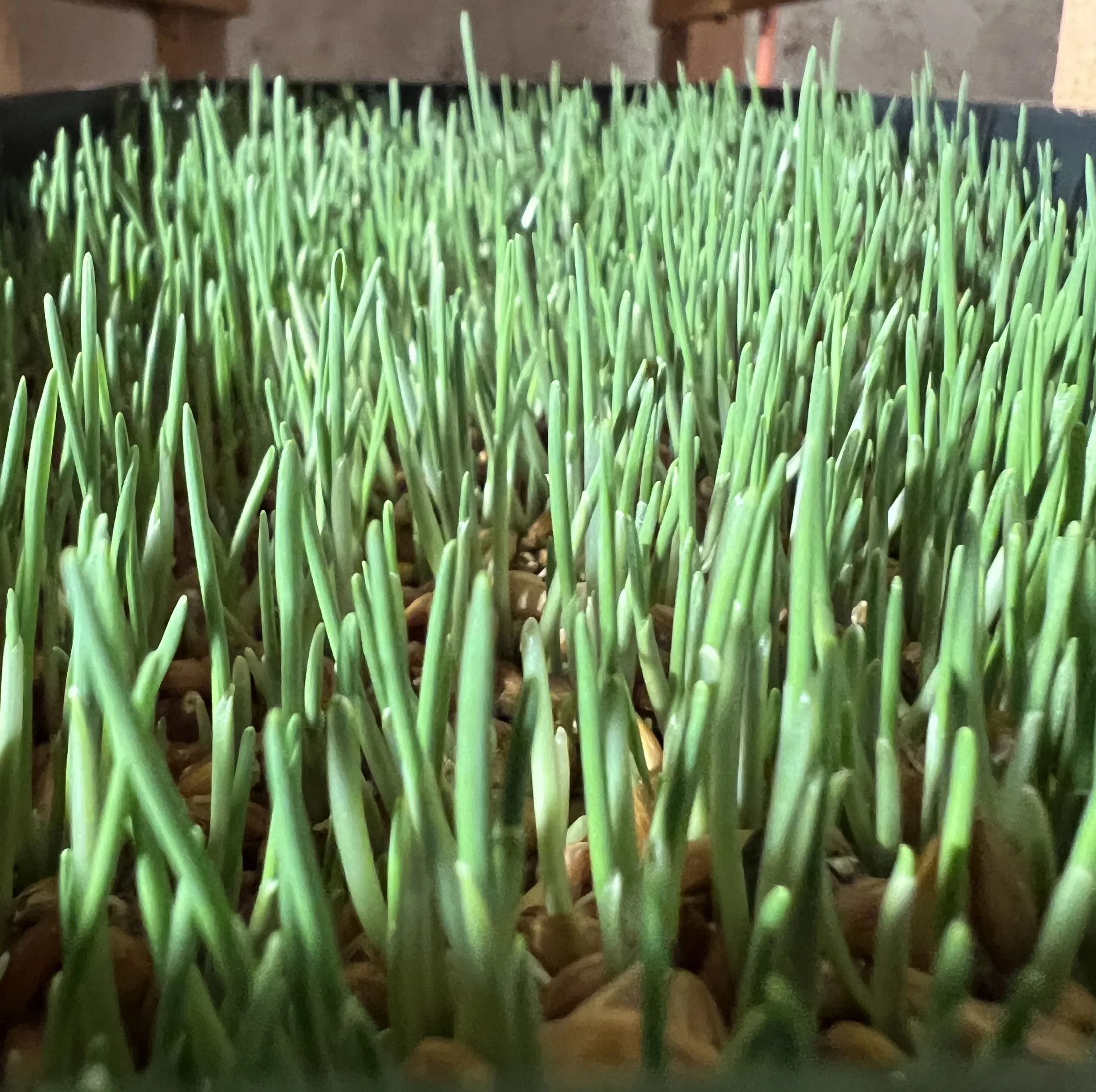 Dense young barley grass