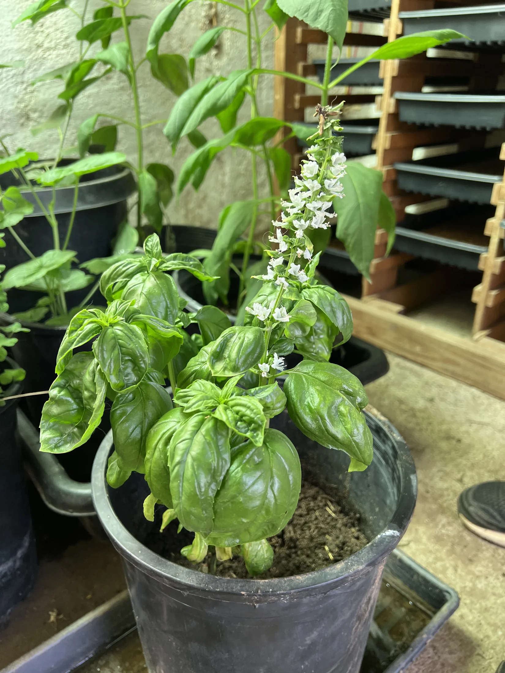 Basil growing indoors