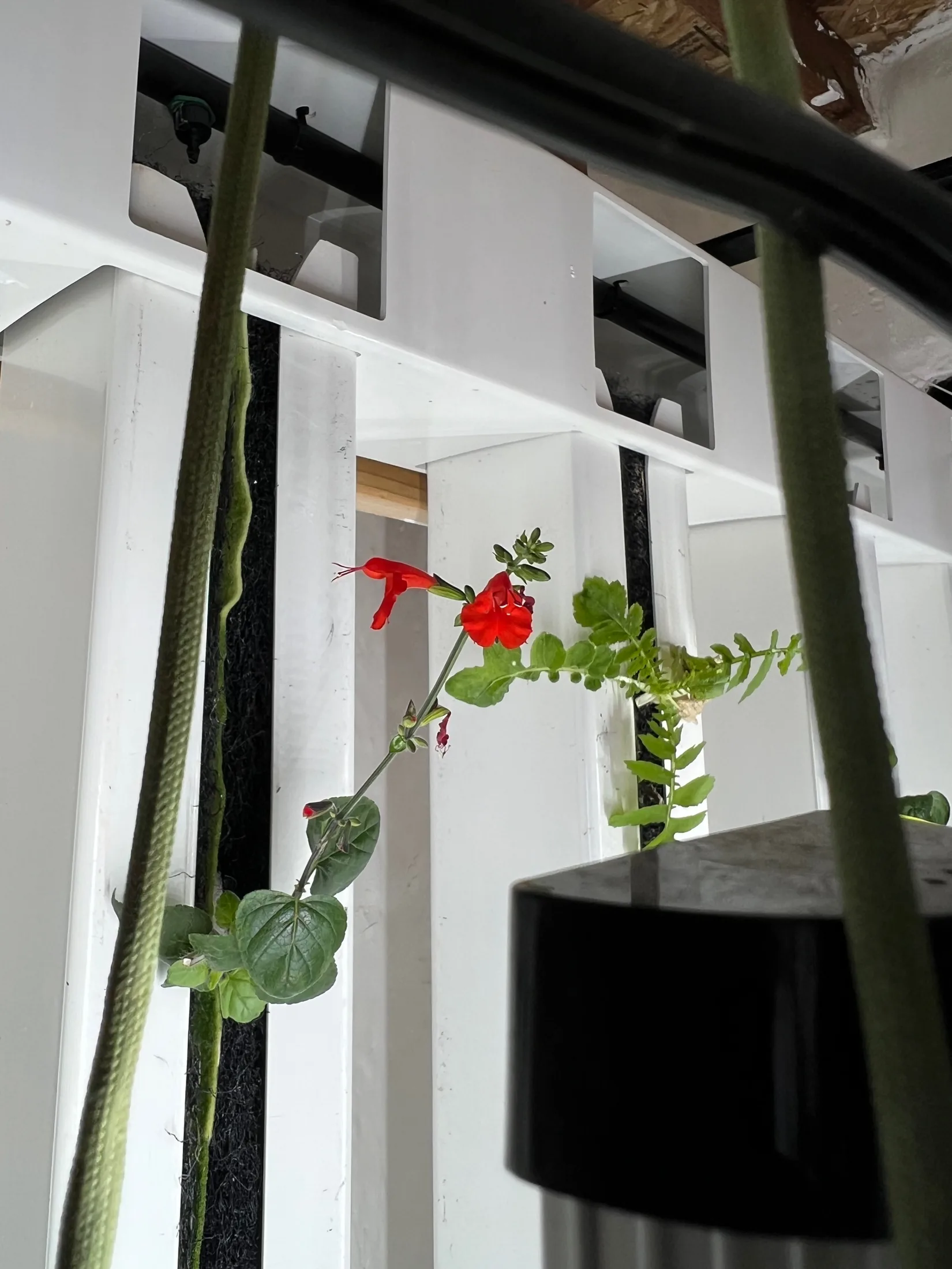 Vertical grow wall system