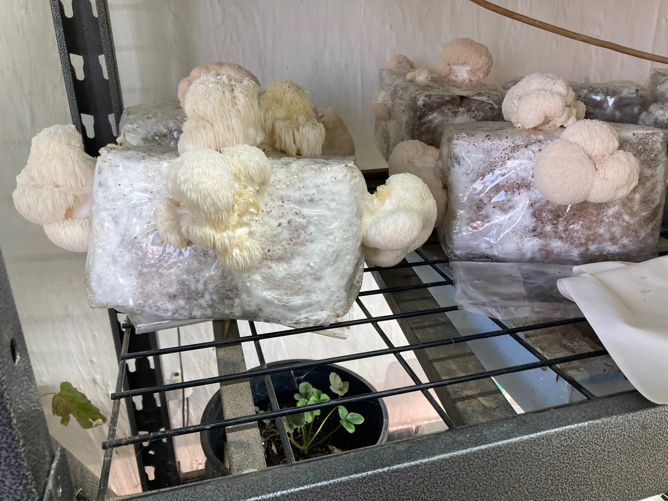 Lion's Mane mushrooms growing on production blocks