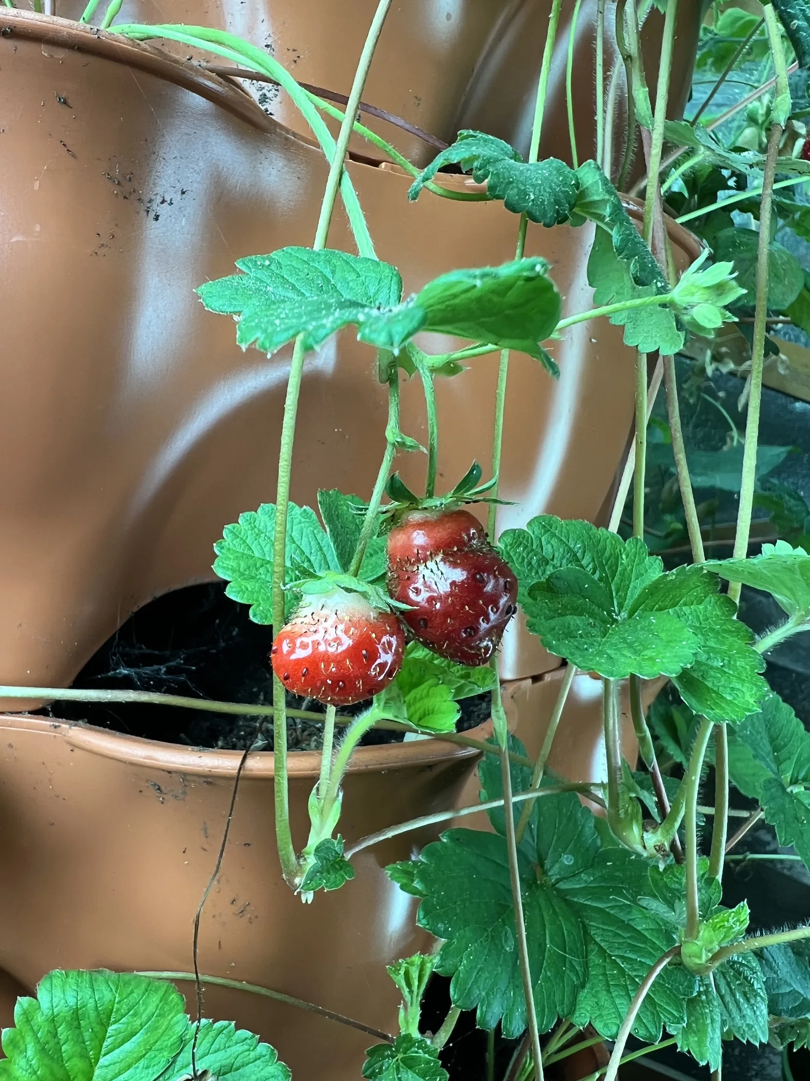 Strawberries growing in a vertical container
