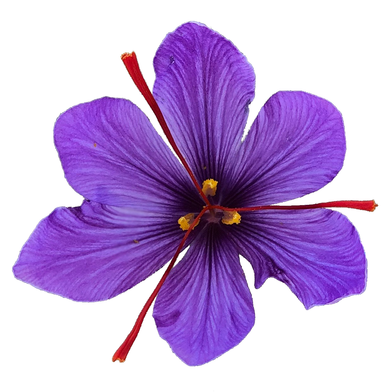 From The Land Saffron Flower Logo