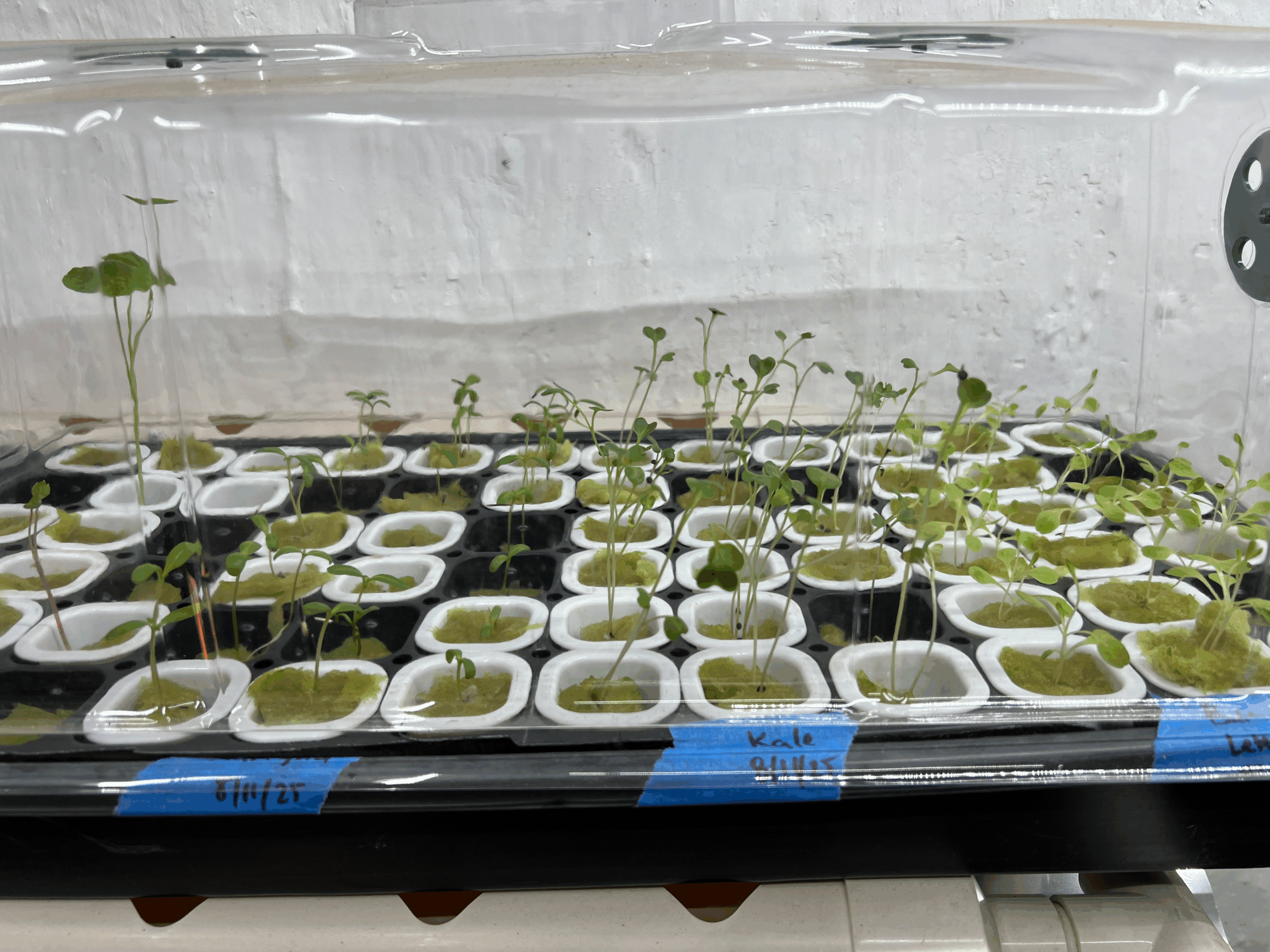 crops in plugs and tray under a grow tent